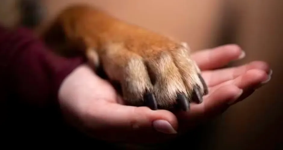 Guarda de pets já pode ser registrada em cartórios de AL; saiba como fazer!