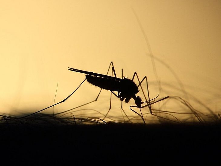 Ministério da Saúde confirma terceira morte por dengue neste ano em Alagoas