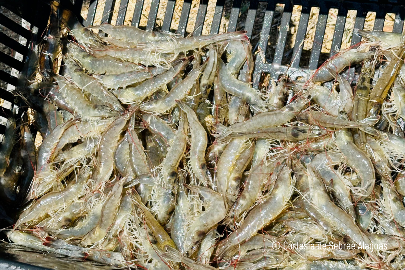 Coité do Nóia impulsiona produção de camarão e transforma vidas no semiárido alagoano