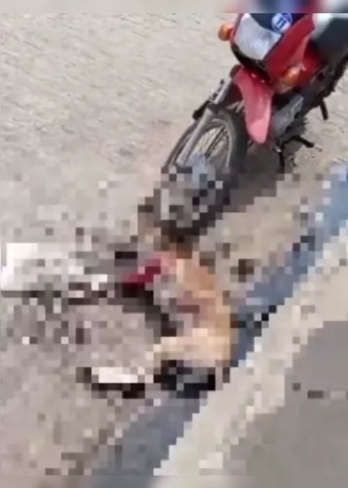 Cachorro baleado em Arapiraca. Foto Reprodução