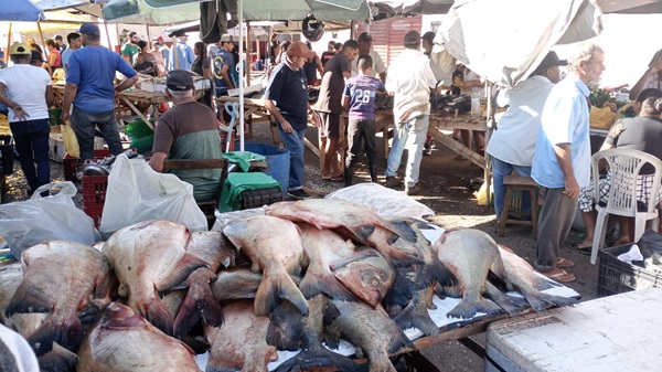 Movimentação intensa marca a tradicional Feira do Peixe em Palmeira dos Índios