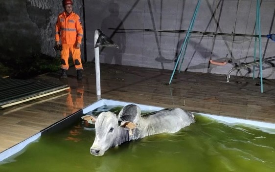 Boi cai dentro de piscina e é resgatado pelo Corpo de Bombeiros