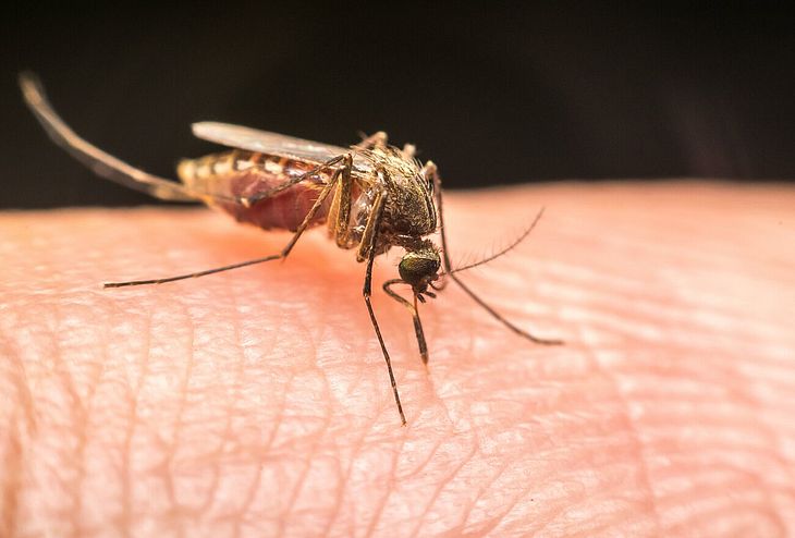 Ministério da Saúde confirma quinta morte por dengue em Alagoas, em 2024; vítima é de Rio Largo