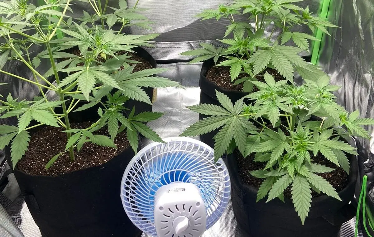 PM encontra maconha sendo cultivada em estufa