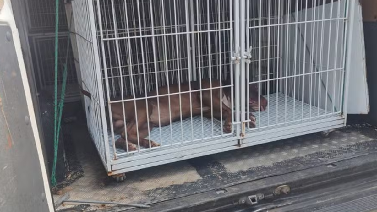 Idosa de 75 anos morre após ser atacada e arrastada por pitbull