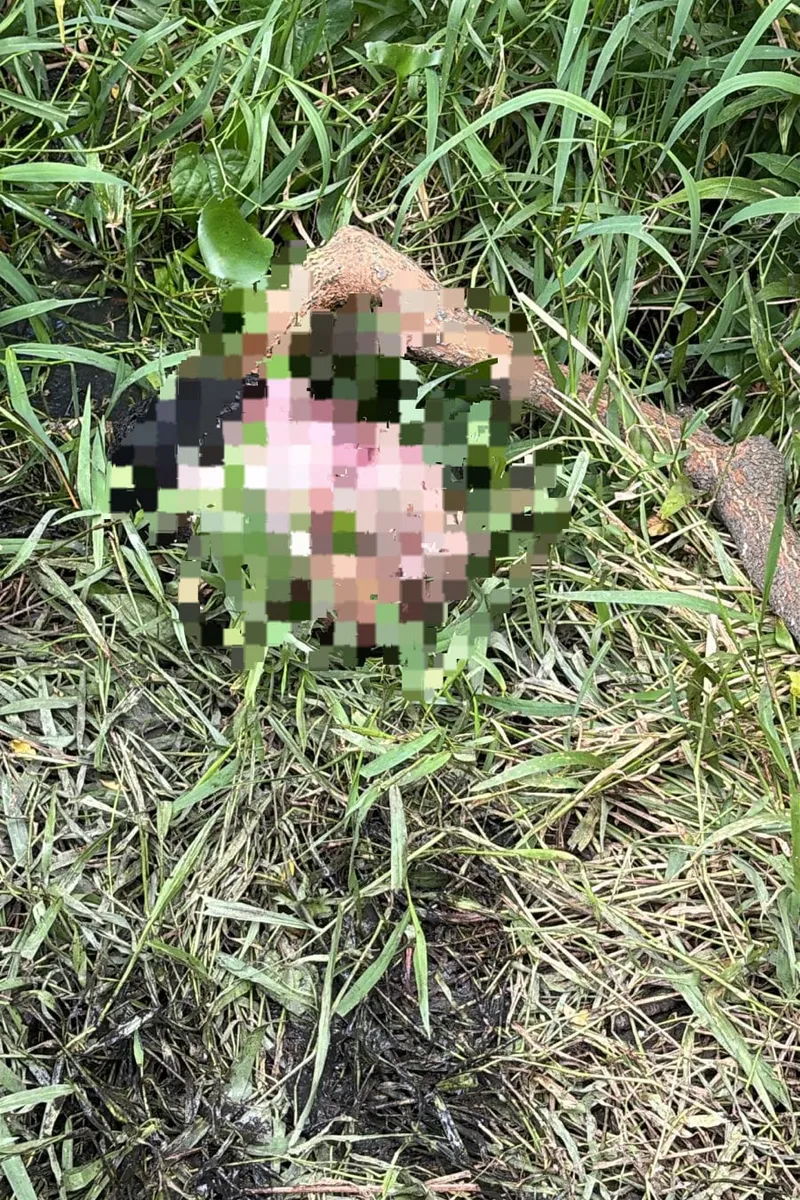 Cabeça humana é encontrada em açude em Maceió durante buscas por adolescente