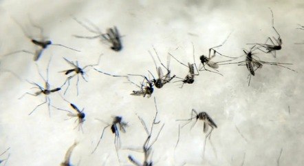 Brasil registra 44 mortes e mais de 20 mil casos de dengue em um dia