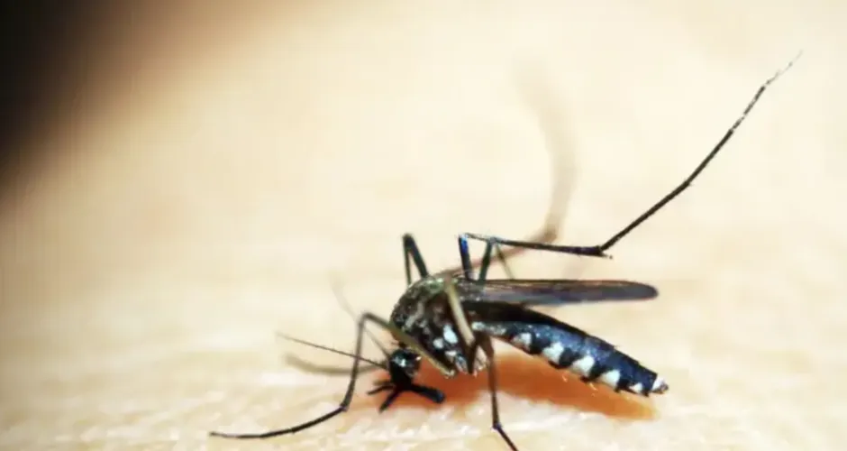 Brasil tem 254 mil casos de chikungunya; doença matou 161 este ano