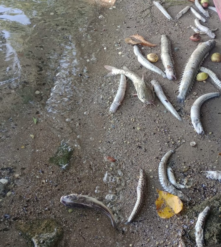 Centenas de peixes aparecem mortos na Lagoa Mundaú