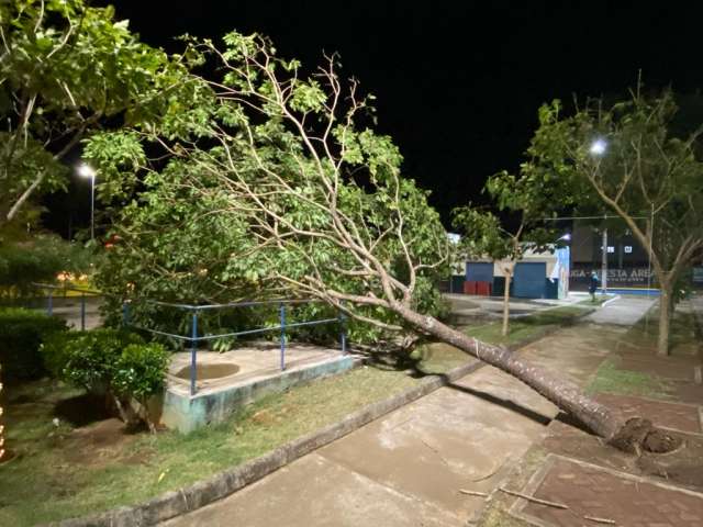  Ventania derruba árvores e teto de posto de gasolina em Palmeira dos Índios