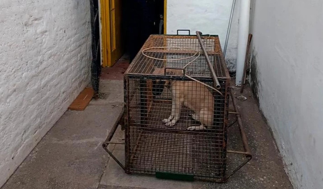 Casal de aposentados é encontrado morto dentro de casa com partes dos corpos comidas por cães