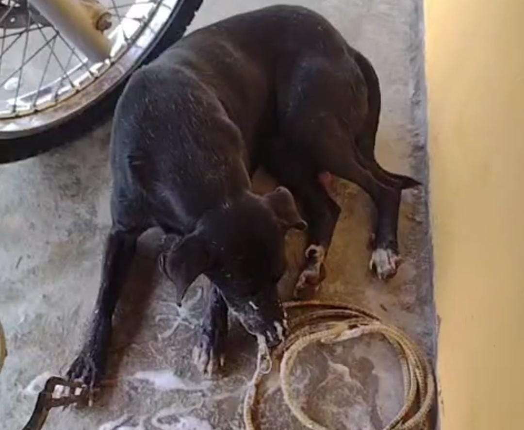 Fazendeiro é acusado de matar cães envenenados em Palmeira dos Índios