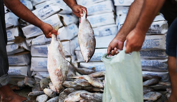 Prefeitura de Palmeira inicia nesta terça (26) entrega de peixes; confira os locais