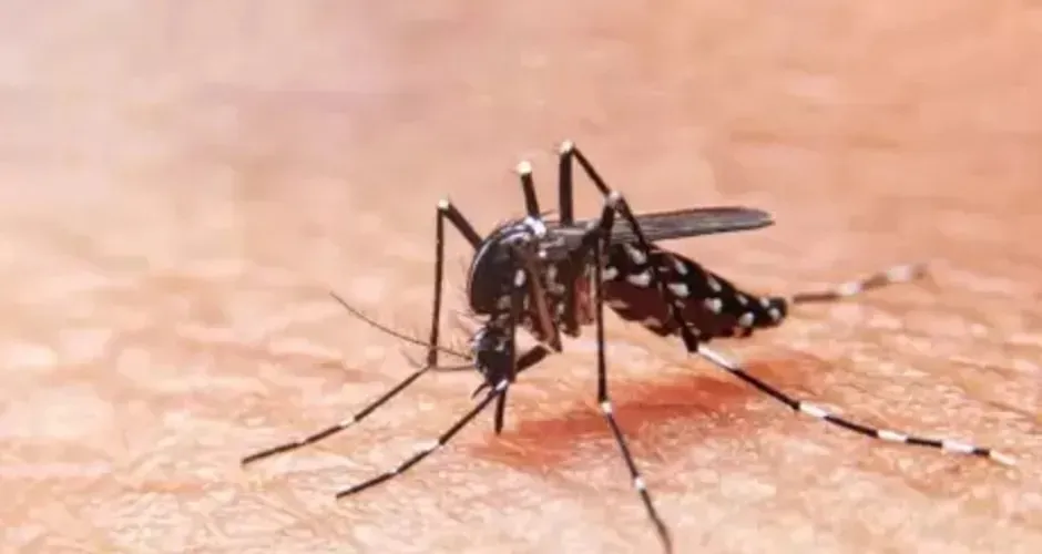 Alagoas tem cinco óbitos suspeitos de dengue