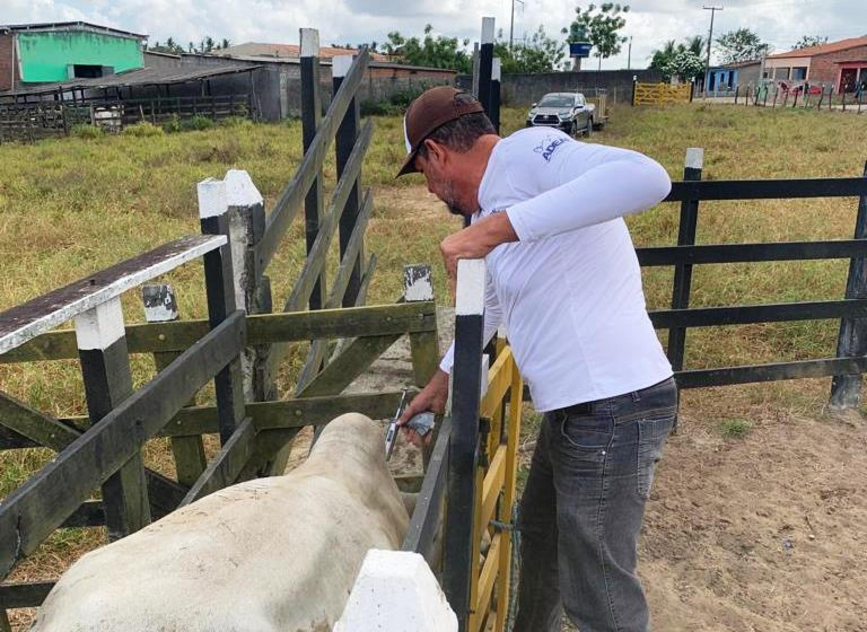 Adeal alerta criadores sobre prazos para vacinação e declaração da aftosa