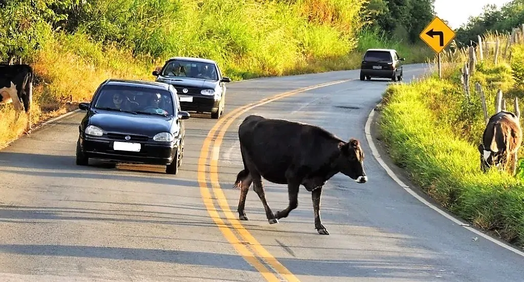PRF de Palmeira dos Índios alerta sobre riscos de animais soltos nas rodovias e faz apelo à população