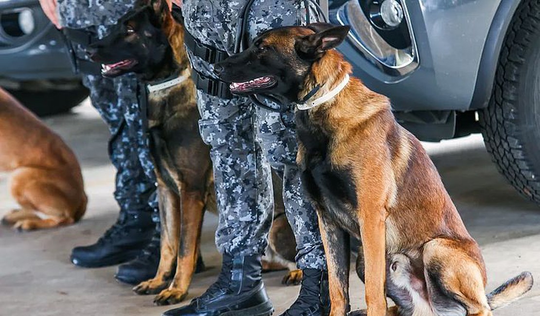 Homem é preso após cão farejador localizar droga em mala dentro de ônibus em Alagoas